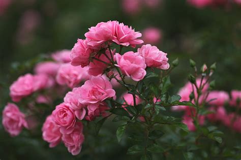 Free Download Hd Wallpaper Pink Rose Flowers Roses Petals Blur