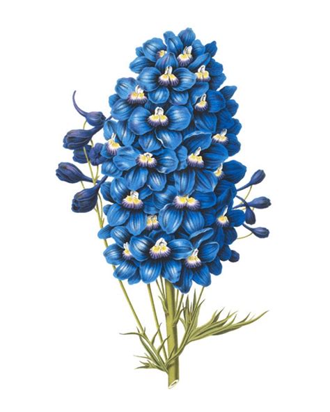 Printable Blue Flowers Set Of 4 Vintage Flower Illustrations Etsy Uk