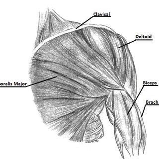 This is the main muscle that lets you rotate and extend your shoulder. Illustration of the bony anatomy of the shoulder joint complex | Download Scientific Diagram
