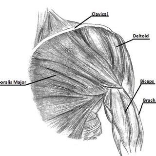 Shoulder anatomy models help provide patients and students with a better understanding of how the shoulder joint functions as well as explaining common shoulder injuries and treatments. Illustration of the bony anatomy of the shoulder joint complex | Download Scientific Diagram