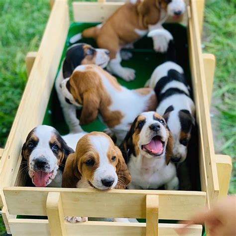 Too Much Cuteness At One Time Basset Hound Puppy Basset Hound