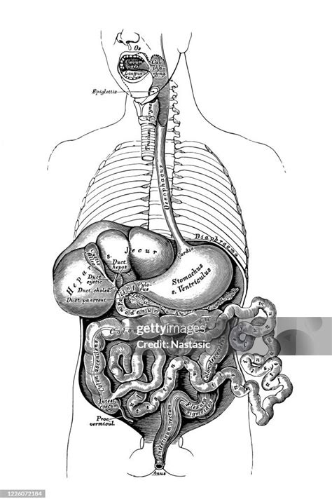 Human Internal Organs Digestive System High Res Vector Graphic Getty
