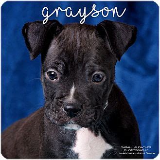 Joining together for a common solution, the pet coalition of greater cincinnati was organized for the purpose of being a united pet resource for our community. Cincinnati, OH - Boxer/Great Dane Mix. Meet Grayson, a ...