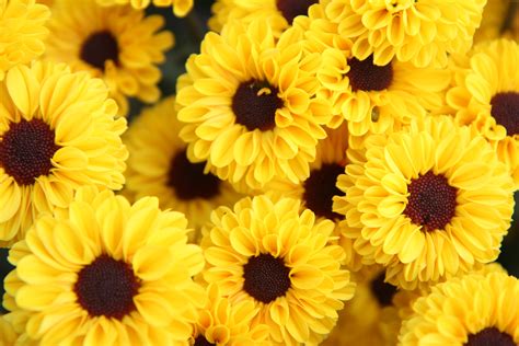 Paling Bagus 30 Gambar Wallpaper Bunga Krisan Cantik Gambar Bunga Indah