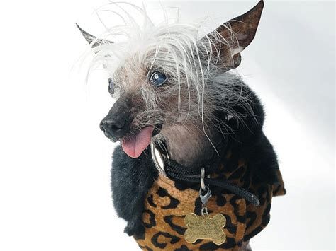 Photos From The Worlds Ugliest Dog Contest