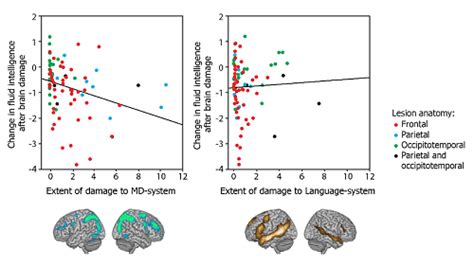 Do We Need Language To Think Damage To Executive Brain Regions Causes