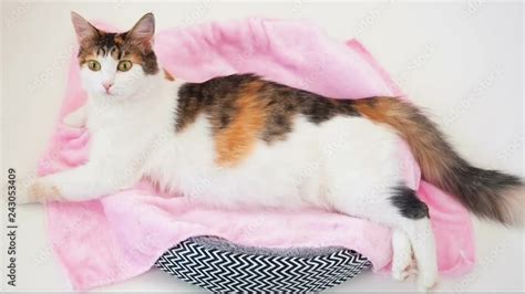 Cat Pregnancy Pregnant Calico Cat With Big Belly Laying On The Pink