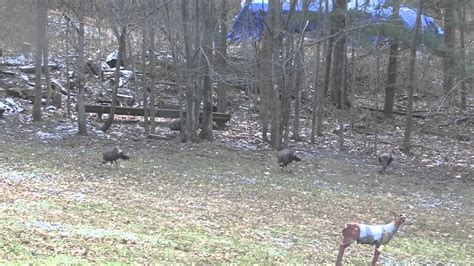 Gobblers In The Back Yard Youtube
