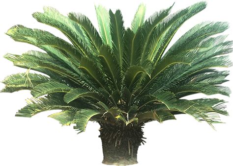 Tropical Plant Pictures Cycads