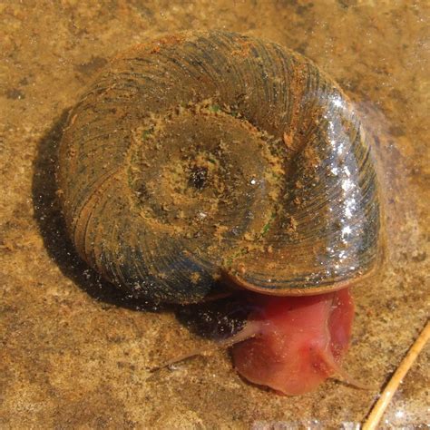 Freshwater Snail Aquatic Mollusk Shells Britannica