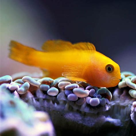 Yellow Clown Goby Rock N Critters