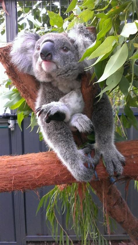 Koala King Koala For You Cute Animals Images Funny Animal Pictures