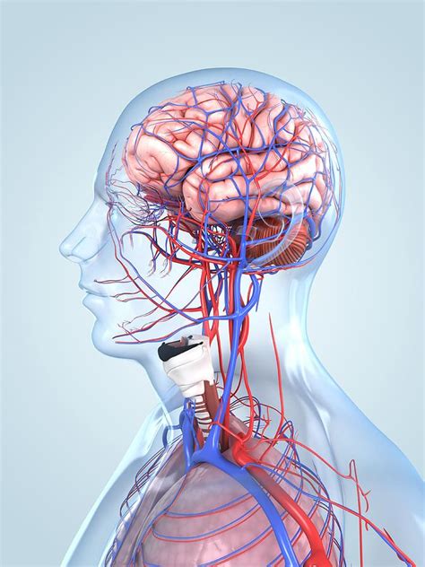 Human Anatomy Artwork Digital Art By Sciepro Fine Art America