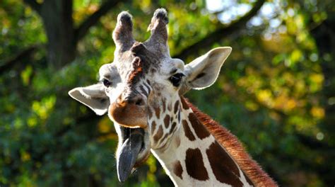 9 Reasons Why Giraffes Are Majestical And Should Be Your New Favorite