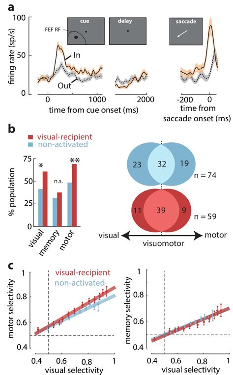 Working Memory Gates Visual Input To Primate Prefrontal Neurons Elife