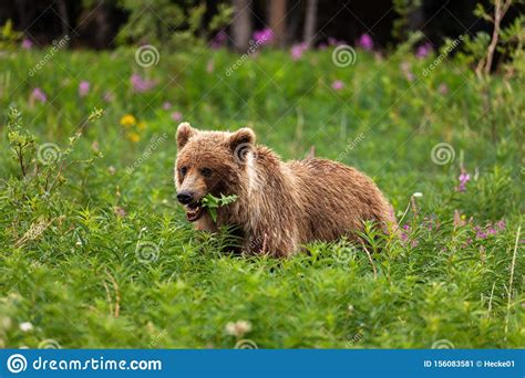 A Grizzly Bear On A Meadow Stock Image Image Of Predator 156083581