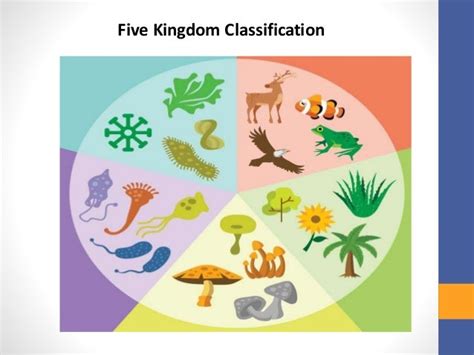 Whittaker Five Kingdom Classification Five Kingdoms Classification