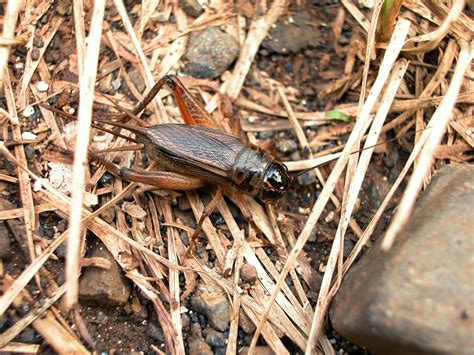 Silent Crickets Foil A Parasitic Fly By Using A Quick Evolutionary