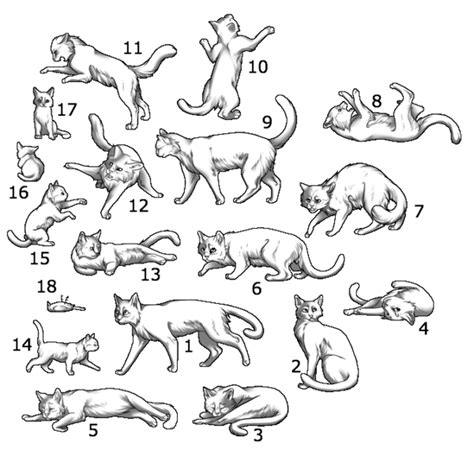 Cat Reference Cat Pose Cats