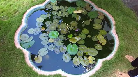 Guppies are good fishes for ponds because they are surface breathers,eat algae,mosquito larvae and breed fast so you add 20 and in 2 months you get 30. Fish pond with water Lilly | Red carp | Guppy | Fishing at ...