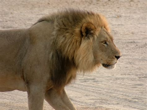The Savuti Lions Of The Chobe National Park Travel Adventures Botswana