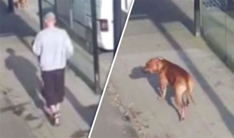 Watch Shocking Moment Man Appears To Beat Dog In Street Uk News