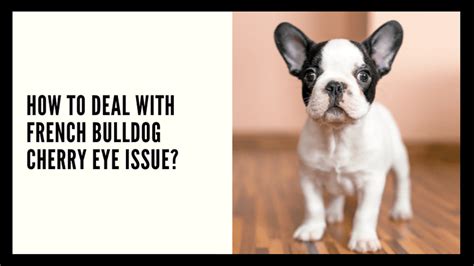 Cherry eye in your french bulldog occurs when they experience a prolapse of the third gland in their eyelid, causing itching, redness, and other irritation. How To Deal With French Bulldog Cherry Eye Issue? - French ...