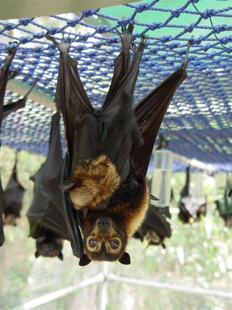 Five Facts Why Bats Are Supermoms — Theinvertedperspective