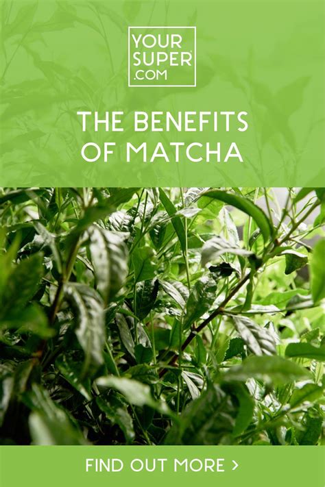 Matcha Benefits 7 Reasons Why You Should Drink Matcha Matcha