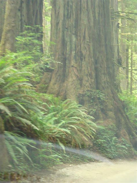 Redwood Forest California Jurassic Park 0