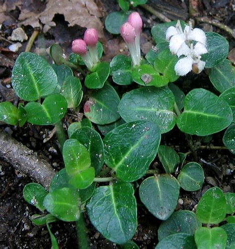 Wildflower Of The Year 2012 Partridge Berry Mitchella Repens