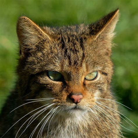 gatos monteses genus felis · naturalista