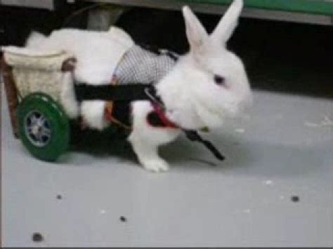Wandering which rabbit personalities will work for your family? Bunny Wheelchair - YouTube