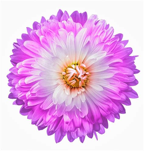 Purple Chrysanthemum Flower On White Isolated Background Closeup For