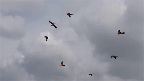 Sun Conure Fly Youtube