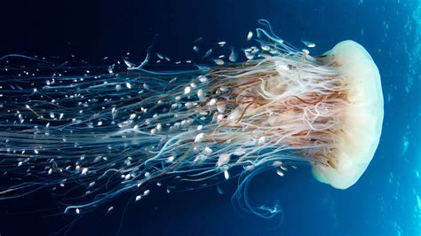 Cool High Resolution Jellyfish Wallpaper Hd Photos