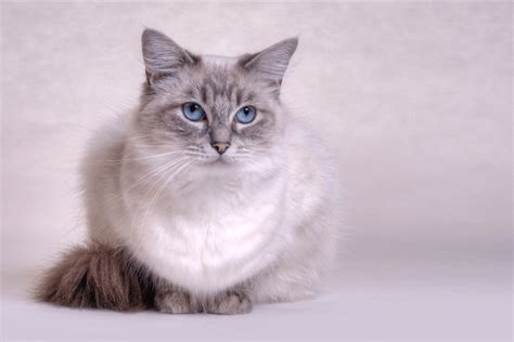 Lynx Ragdoll Cats Ragdoll Cats World