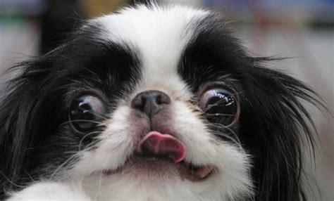 Japanese Chin Breed Care And Obedience Pettime