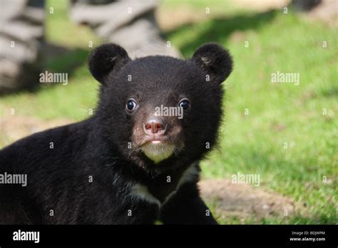 Asian Black Bear Cub Ursus Thibetanus Stock Photo Alamy