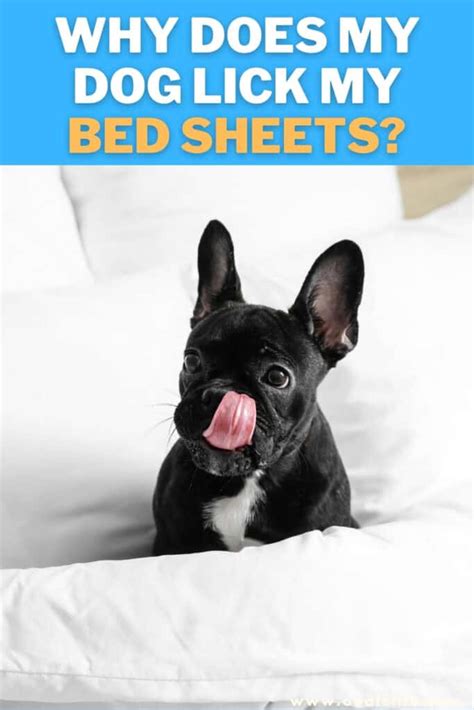 Why Does My Dog Lick My Bed Sheets Explained Oodle Life