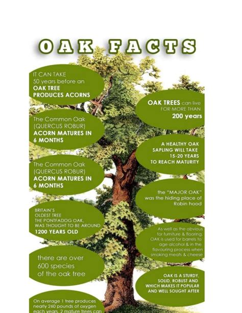 Facts About The Majestic Oak Tree