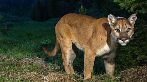 Cougar Sightings In South Oak Bay Spark Warning Ctv News