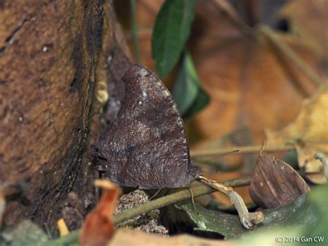 Common Evening Brown Melanitis Leda Leda Dry Season For Flickr