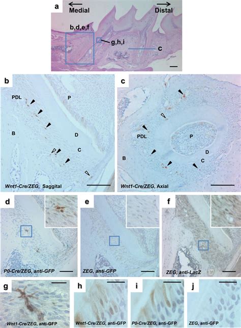 Distribution Of Gfp Nccs In The Pdl Of Wnt Cre Zeg Mice