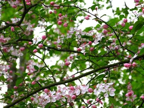 Flowery Spring Tree Flowers Free Nature Pictures By Forestwander