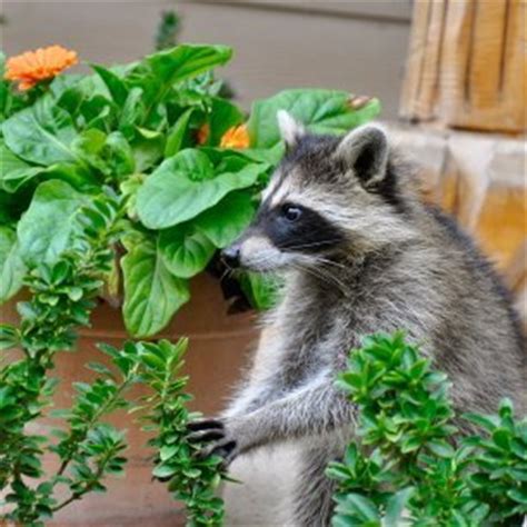 Keeping Raccoons Out of Your Garden | ThriftyFun