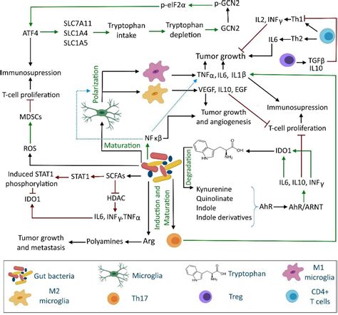 Frontiers The Gut Microbiota Kynurenine Pathway And Immune System