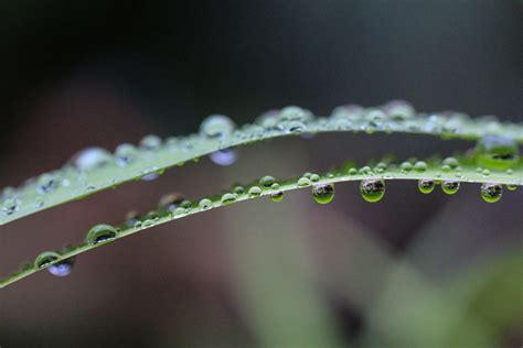 3840x2555 Close Up Dew Green Leaf Macro Rain Raindrops Water