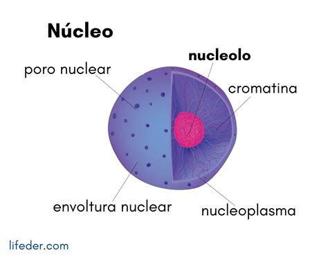 o que é nucleoplasma askschool