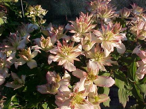 Clematis montana are one of the best clematises for facade greening and are a group with many cultivars. BCS Forum: Montana recommendations?